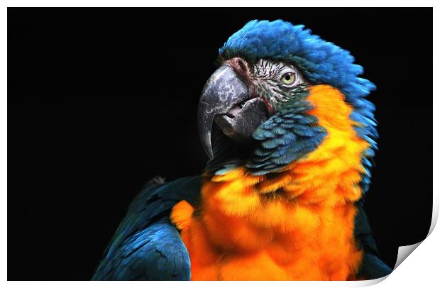 Blue-throated macaw Print by Stephanie Veronique