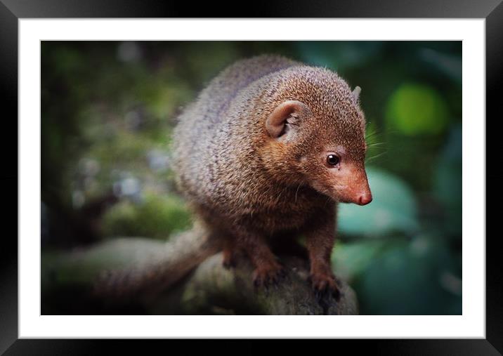 Dwarf Mongoose  Framed Mounted Print by Stephanie Veronique