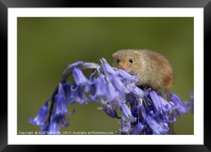 Harvest mouse on bluebells Framed Mounted Print by Alan Tunnicliffe