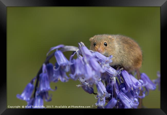Harvest mouse on bluebells Framed Print by Alan Tunnicliffe