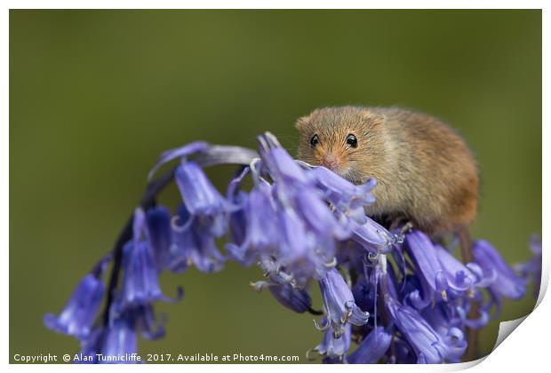 Harvest mouse on bluebells Print by Alan Tunnicliffe