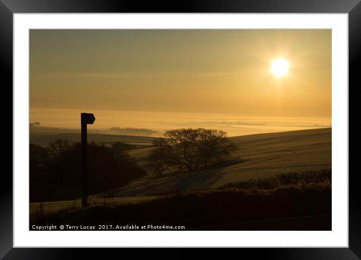 Misty Dawn near Dorchester, Dorset Framed Mounted Print by Terry Lucas