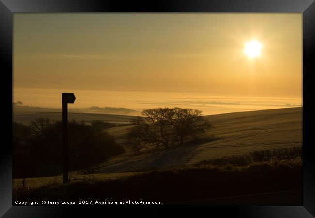Misty Dawn near Dorchester, Dorset Framed Print by Terry Lucas