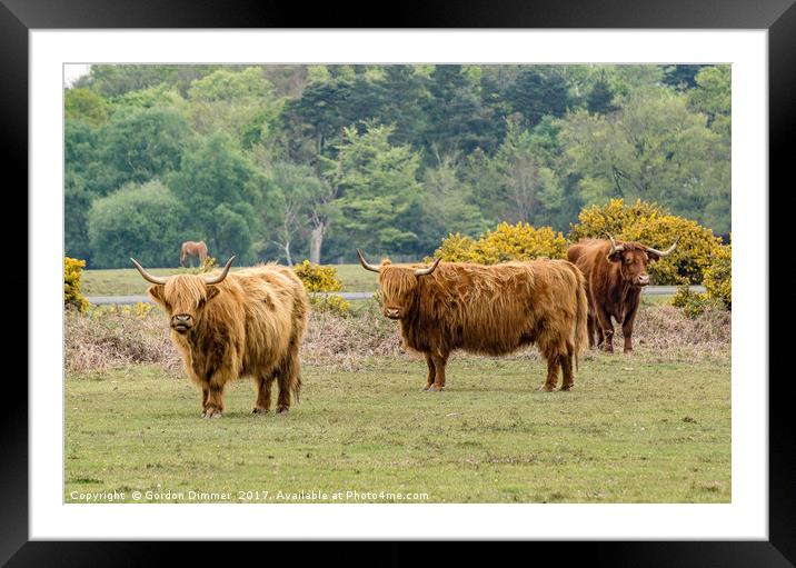 A Trio of Highland Cattle in the New Forest Framed Mounted Print by Gordon Dimmer