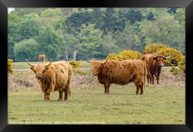 A Trio of Highland Cattle in the New Forest Framed Print by Gordon Dimmer