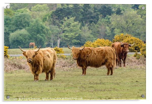 A Trio of Highland Cattle in the New Forest Acrylic by Gordon Dimmer