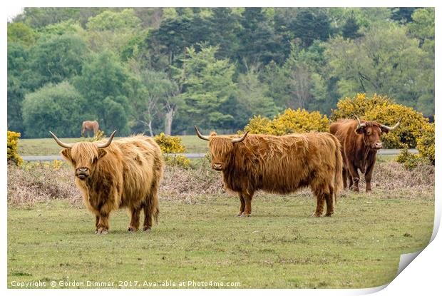 A Trio of Highland Cattle in the New Forest Print by Gordon Dimmer