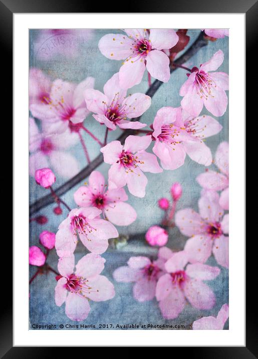 Cherry Blossom Chic Framed Mounted Print by Chris Harris
