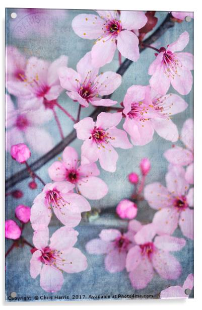 Cherry Blossom Chic Acrylic by Chris Harris