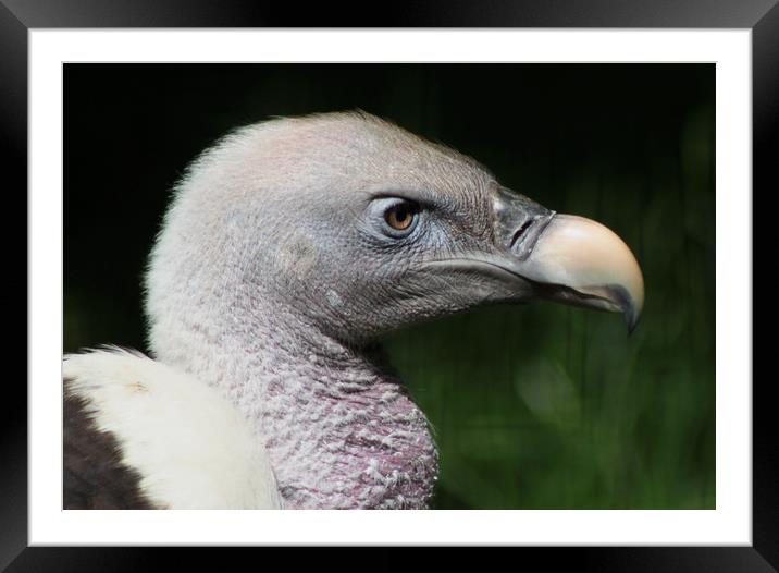 Rueppell's Griffon Vulture Framed Mounted Print by Stephanie Veronique