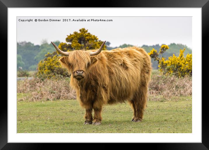 Who are you? Moo Framed Mounted Print by Gordon Dimmer