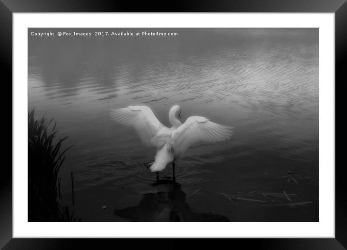 Swan on a misty lake Framed Mounted Print by Derrick Fox Lomax