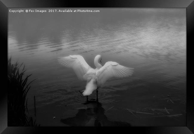 Swan on a misty lake Framed Print by Derrick Fox Lomax