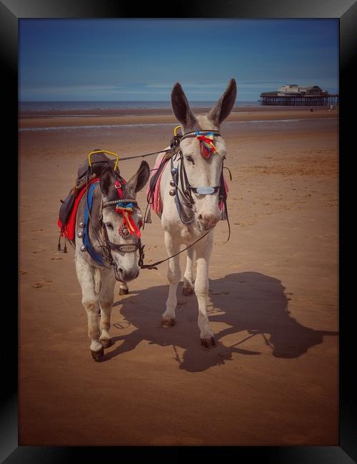 Blackpool Donkeys. Framed Print by Victor Burnside