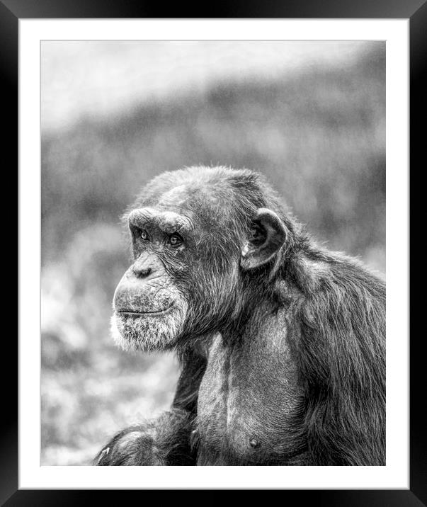 The Chimp Framed Mounted Print by dave mcnaught