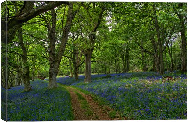 Bluebells by Loch Ness  Canvas Print by Jacqi Elmslie