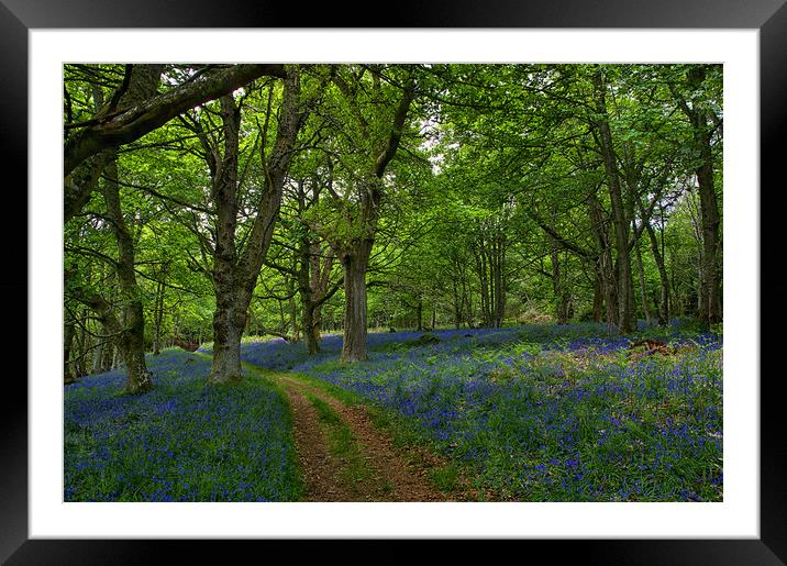 Bluebells by Loch Ness  Framed Mounted Print by Jacqi Elmslie