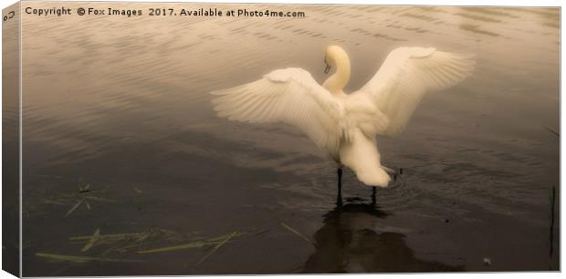Swan on a misty lake Canvas Print by Derrick Fox Lomax