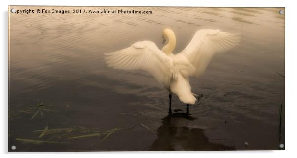 Swan on a misty lake Acrylic by Derrick Fox Lomax