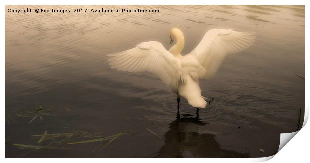 Swan on a misty lake Print by Derrick Fox Lomax