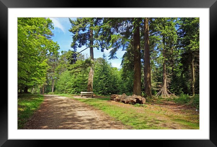      WILVERLEY PLAIN INCLOSURE NEW FOREST         Framed Mounted Print by Anthony Kellaway
