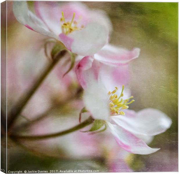 Apple Blossoms Canvas Print by Jackie Davies