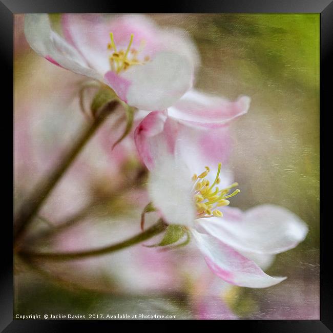 Apple Blossoms Framed Print by Jackie Davies