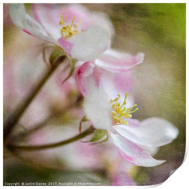 Apple Blossoms Print by Jackie Davies