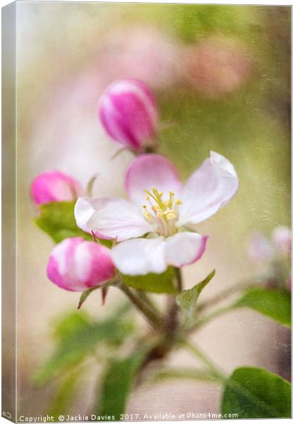 Springtime Apple Blossoms Canvas Print by Jackie Davies