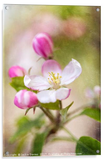 Springtime Apple Blossoms Acrylic by Jackie Davies