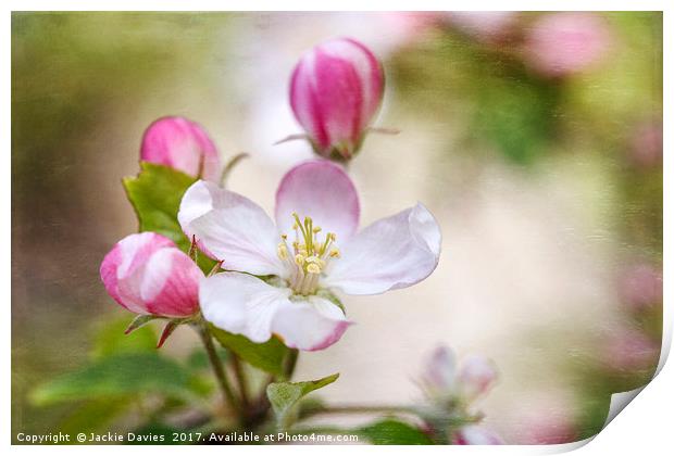 Apple Blossoms Print by Jackie Davies