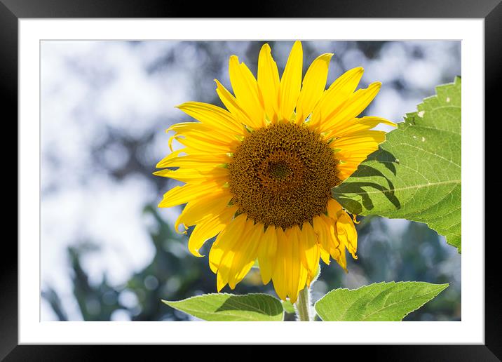 Sunflower Framed Mounted Print by Jackie Davies
