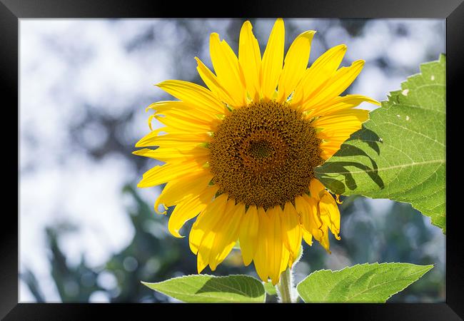 Sunflower Framed Print by Jackie Davies
