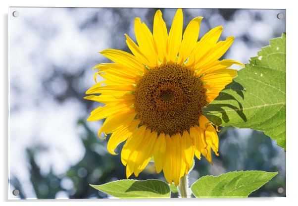 Sunflower Acrylic by Jackie Davies
