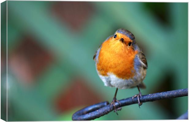 Cheeky Robin Canvas Print by Chris Day