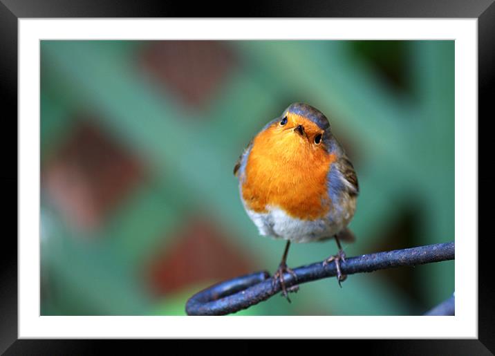 Cheeky Robin Framed Mounted Print by Chris Day