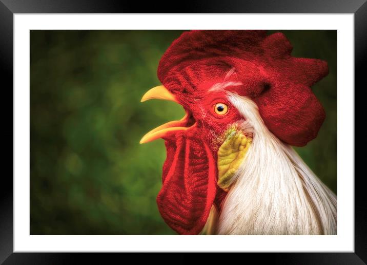 Say What? Rooster Framed Mounted Print by Sarah Ball