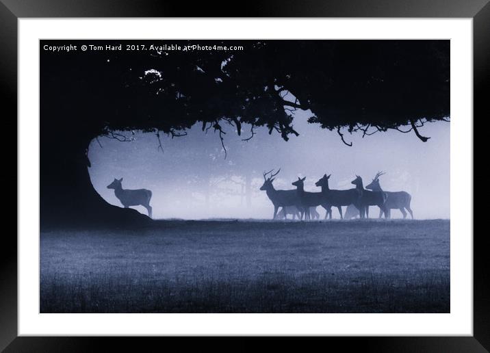 Follow the leader Framed Mounted Print by Tom Hard