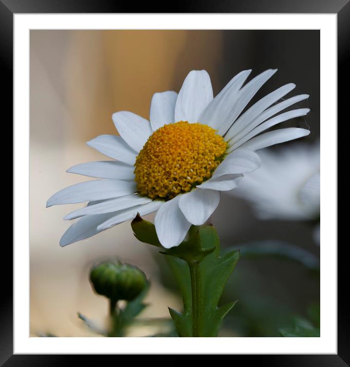Single daisy Framed Mounted Print by Jonathan Thirkell