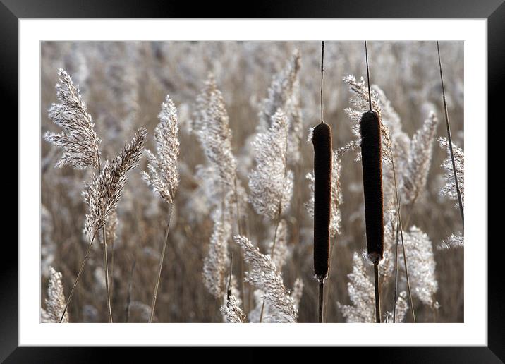 Reeds Framed Mounted Print by Tony Bates