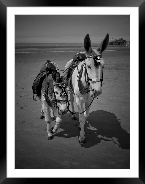 Blackpool Donkeys. Framed Mounted Print by Victor Burnside