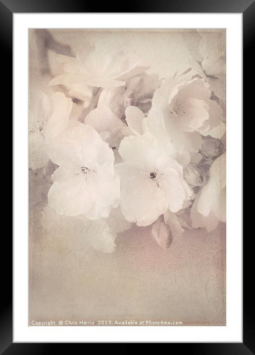Blossom Bliss Framed Mounted Print by Chris Harris