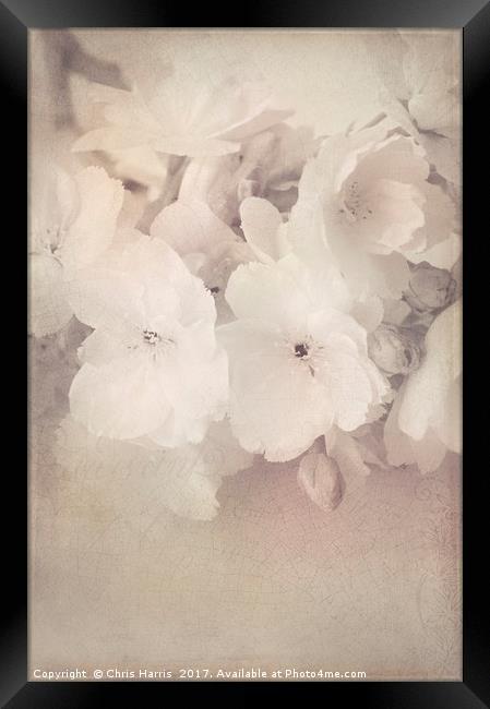 Blossom Bliss Framed Print by Chris Harris