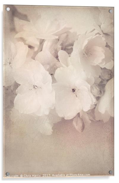 Blossom Bliss Acrylic by Chris Harris