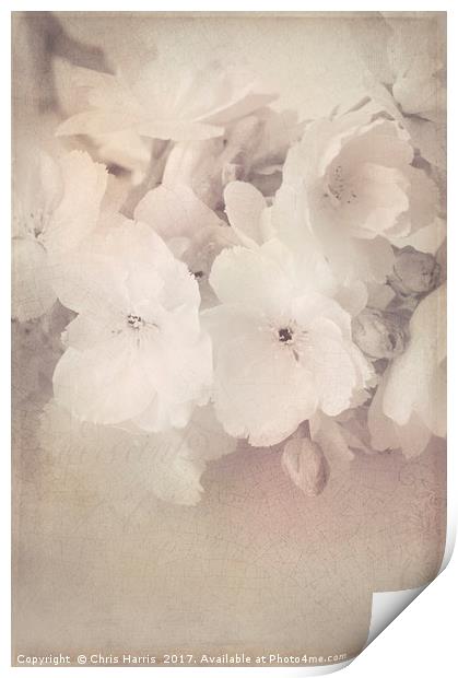 Blossom Bliss Print by Chris Harris
