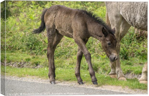 A New Born Foal in the New Forest Canvas Print by Gordon Dimmer