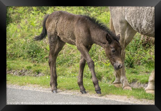 A New Born Foal in the New Forest Framed Print by Gordon Dimmer