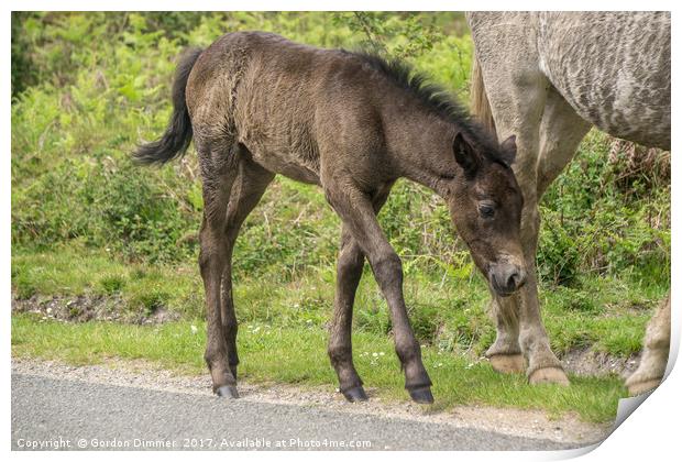 A New Born Foal in the New Forest Print by Gordon Dimmer