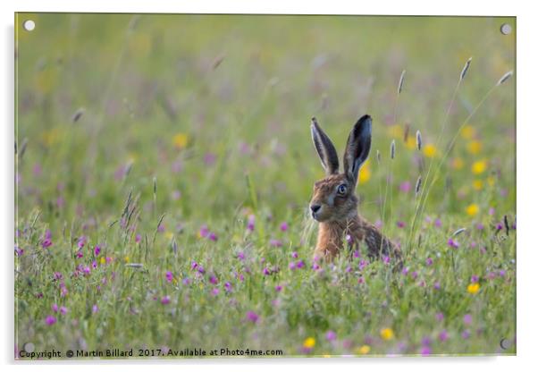 Hare In The Meadow Acrylic by Martin Billard