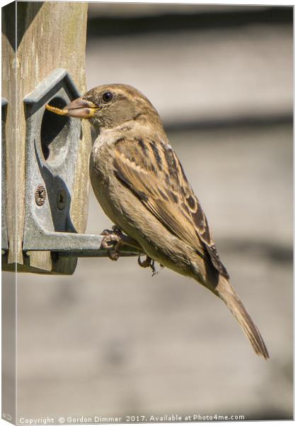 A Hungry Sparrow Canvas Print by Gordon Dimmer